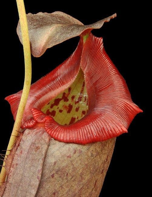 BE3982 N.robcantleyi x N.tenuis