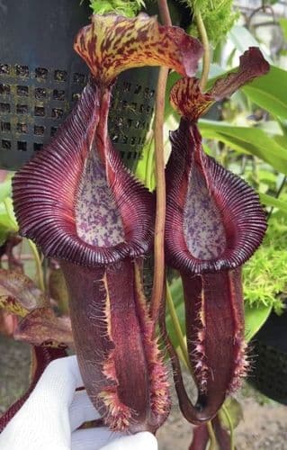 BE3984 N. singalana x ( burbidgeae x edwardsiana )