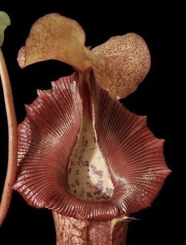 BE3984 N. singalana x ( burbidgeae x edwardsiana )