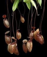 BE3985 N. (hamata x glabrata) x tenuis – assorted clones