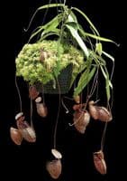 BE3985 N. (hamata x glabrata) x tenuis – assorted clones