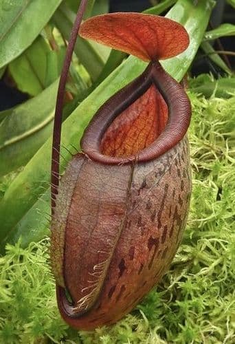 BE3985 N. (hamata x glabrata) x tenuis – assorted clones