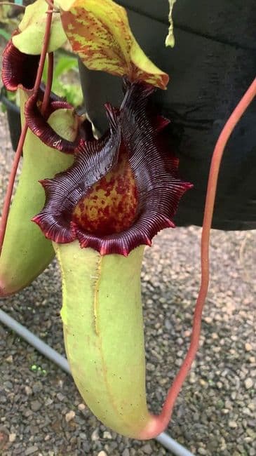 BE3986 N sibuyanensis x veitchii xlowii - assorted clones