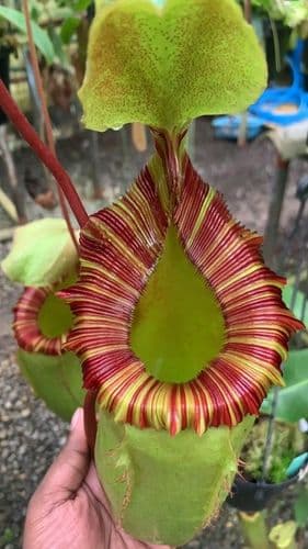 BE3986 N. sibuyanensis x (veitchii xlowii) - assorted clones