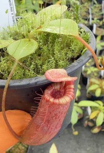 BE3986 Nepenthes sibuyanensis x (veitchii x lowii)