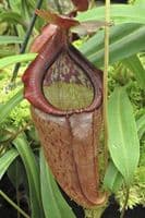 BE3988 N. singalana x tenuis – assorted clones