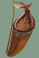 BE3988 N. singalana x tenuis – assorted clones