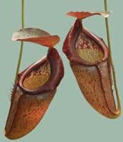 BE3988 N. singalana x tenuis – assorted clones