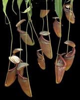 BE3988 N. singalana x tenuis – assorted clones