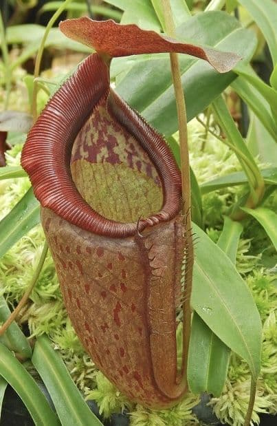 BE3988 N. singalana x tenuis – assorted clones