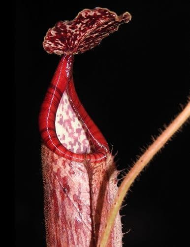 BE3990 N. glandulifera x (burbidgeae x edwardsiana)