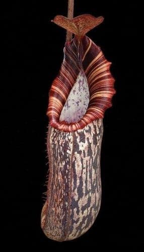 BE3991 N.spectabilis x bongso