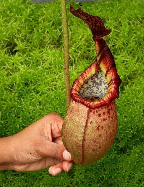 BE3992 N. (veitchii x mira) x (burbidgeae x edwardsiana) – assorted clones