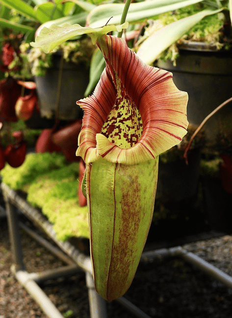 be3996-n.-robcantleyi-x-ovata-