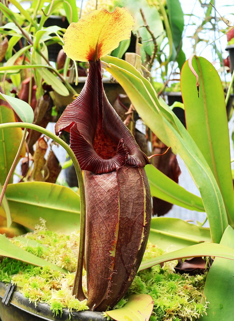 BE3996 N. robcantleyi x ovata – selected clone