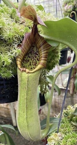 BE4001 Nepenthes truncata ‘SBG’ - single clone