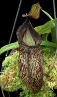BE4003 N. talangensis x hamata – assorted clones
