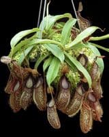 BE4003 N. talangensis x hamata – assorted clones