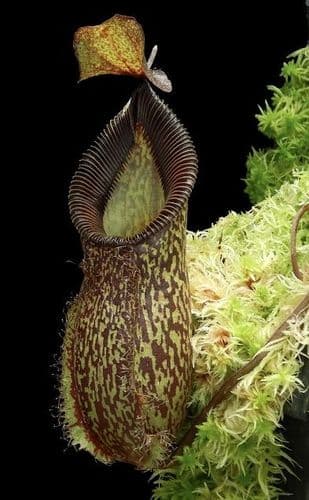 BE4003 N. talangensis x hamata – assorted clones