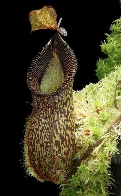 BE4003 N. talangensis x hamata – assorted clones