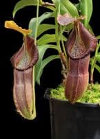 BE4004 N. spathulata x singalana - assorted clones
