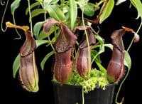 BE4004 N. spathulata x singalana - assorted clones