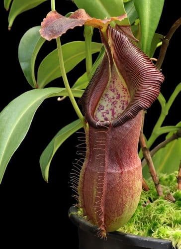 BE4004 N. spathulata x singalana - assorted clones