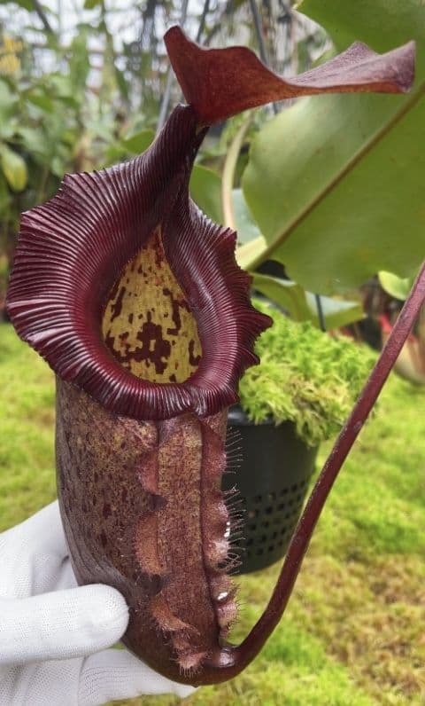 BE4019 N rajah x robcantleyi-selected clone