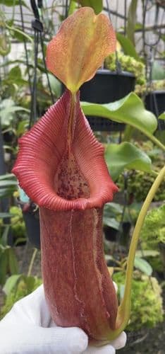 BE4022 N. ‘trusmadiensis’ x robcantleyi – assorted clones