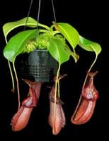 BE4023 N.robcantleyi x (burbidgeae x edwardsiana) - assorted clones