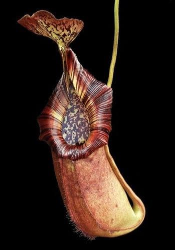 BE4023 N.robcantleyi x (burbidgeae x edwardsiana) - assorted clones