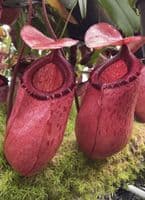 BE4026 N. sibuyanensis x merrilliana – best selected clones