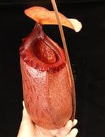 BE4026 N. sibuyanensis x merrilliana – best selected clones