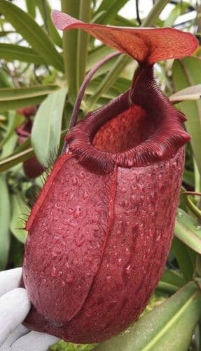 BE4026 N. sibuyanensis x merrilliana – best selected clones