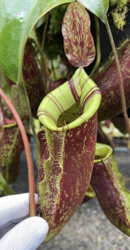 BE4027 N ampullaria x veitchii x lowii selected clone