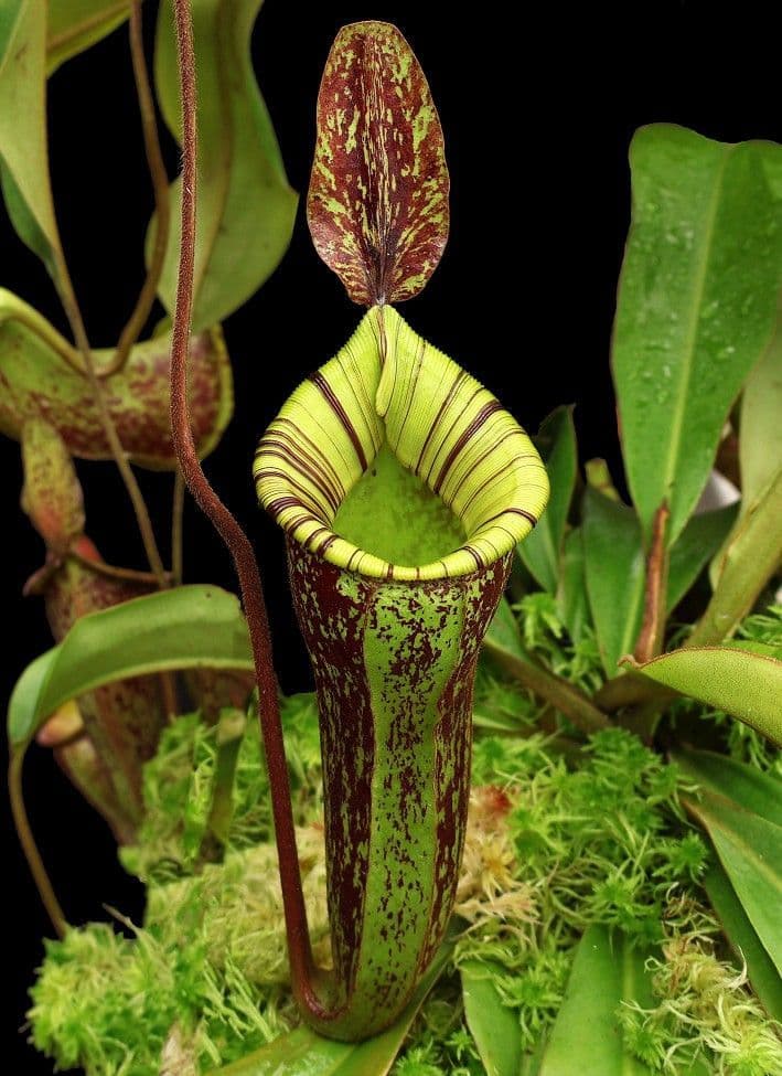 BE4027 N ampullaria x veitchii x lowii selected clone