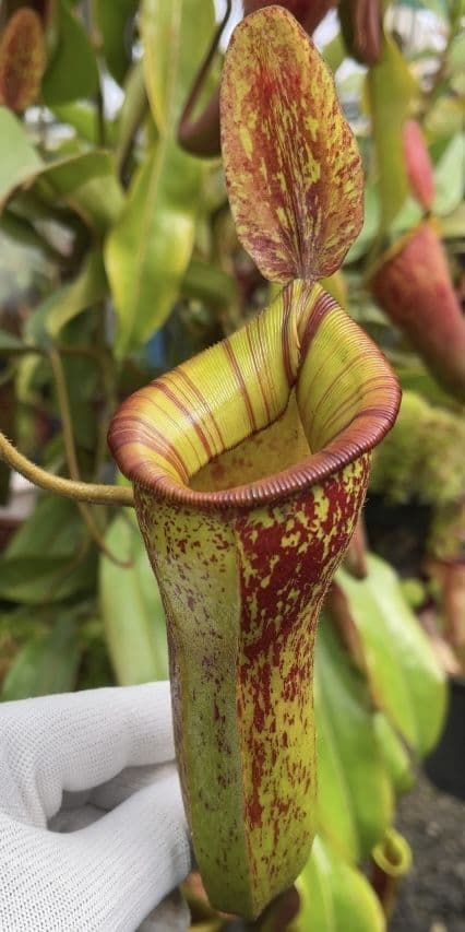BE4027 N ampullaria x veitchii x lowii selected clone