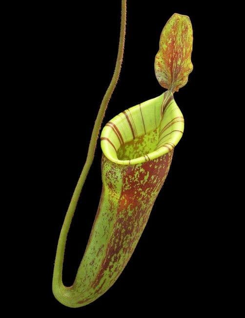 be4027-n.-ampullaria-x-