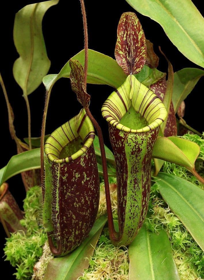 BE4027 N ampullaria x veitchii x lowii selected clone