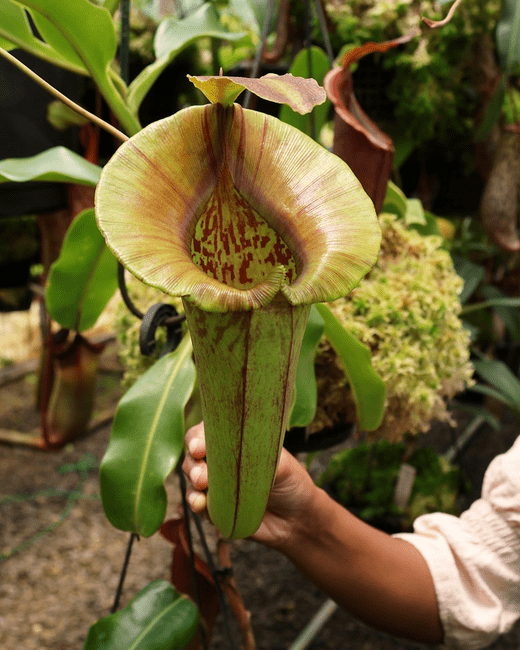 BE4028 N. robcantleyi x jacquelineae - selected clone