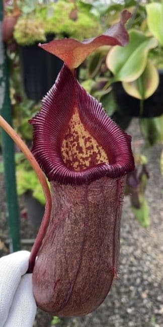 BE4031 N.(ventricosa x sibuyanensis) x robcantleyi
