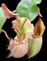 BE4033 N.veitchii 'Bario Highland' - grex # 2