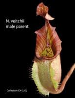 BE4033 N.veitchii 'Bario Highland' - grex # 2