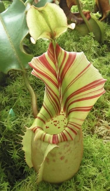 BE4033 N.veitchii 'Bario Highland' - grex # 2