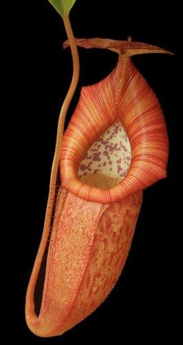 BE4035 N. petiolata x flava – assorted clones