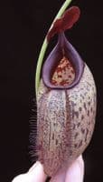 BE4036 N. robcantleyi x aristolochioides – assorted clones
