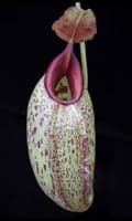 BE4036 N. robcantleyi x aristolochioides – assorted clones