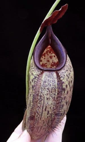 BE4036 N. robcantleyi x aristolochioides – assorted clones