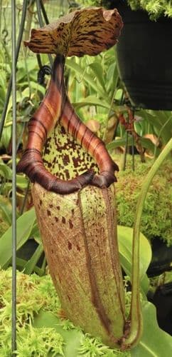 BE4038 N. burbidgeae x robcantleyi – selected clone