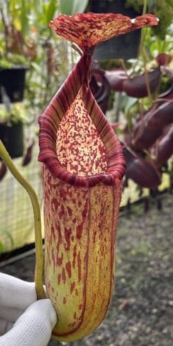 BE4042 N. burbidgeae x petiolata - assorted clones